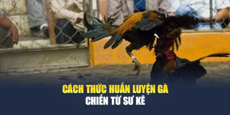 Cách thức huấn luyện gà chiến từ sư kê